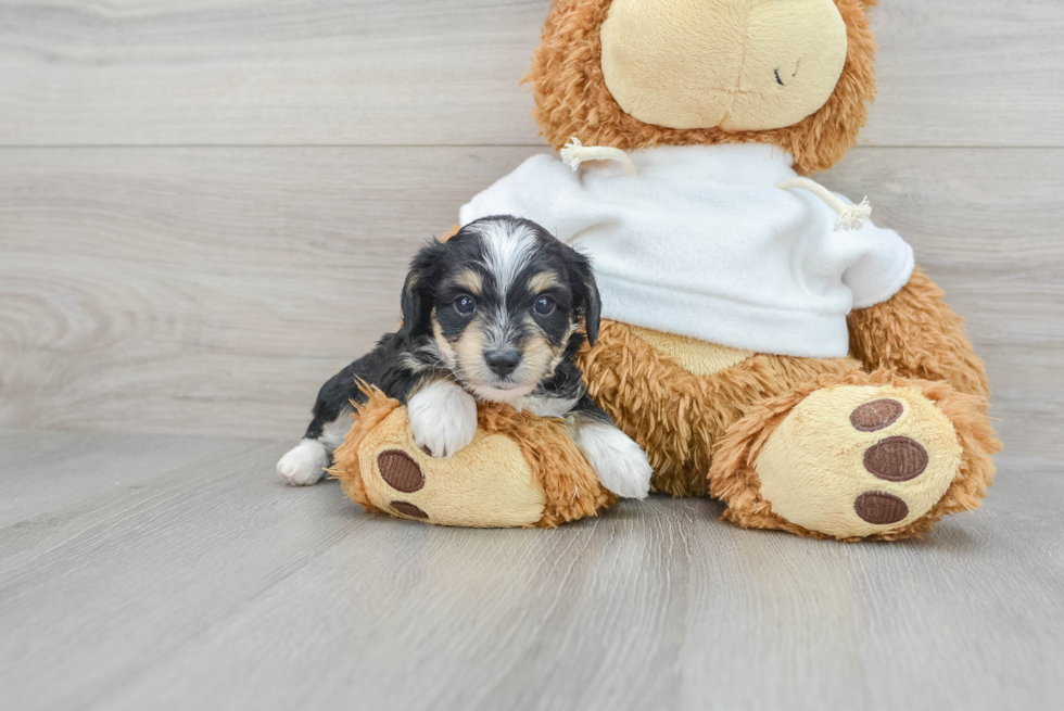 Best Mini Aussiedoodle Baby