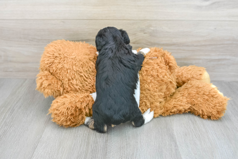 Energetic Aussiepoo Poodle Mix Puppy