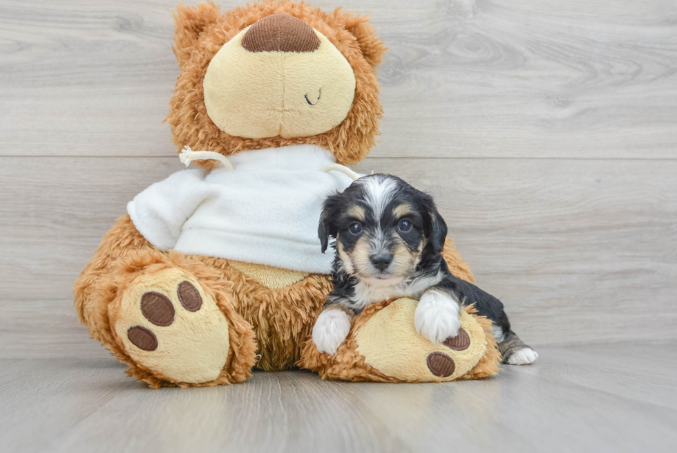 Adorable Aussiepoo Poodle Mix Puppy