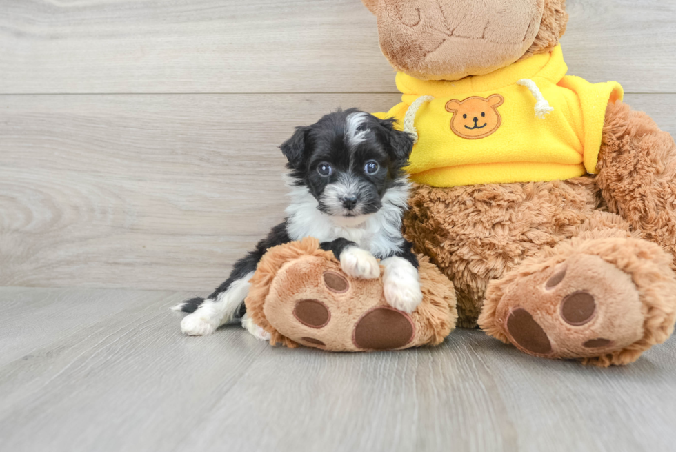 Hypoallergenic Aussiepoo Poodle Mix Puppy