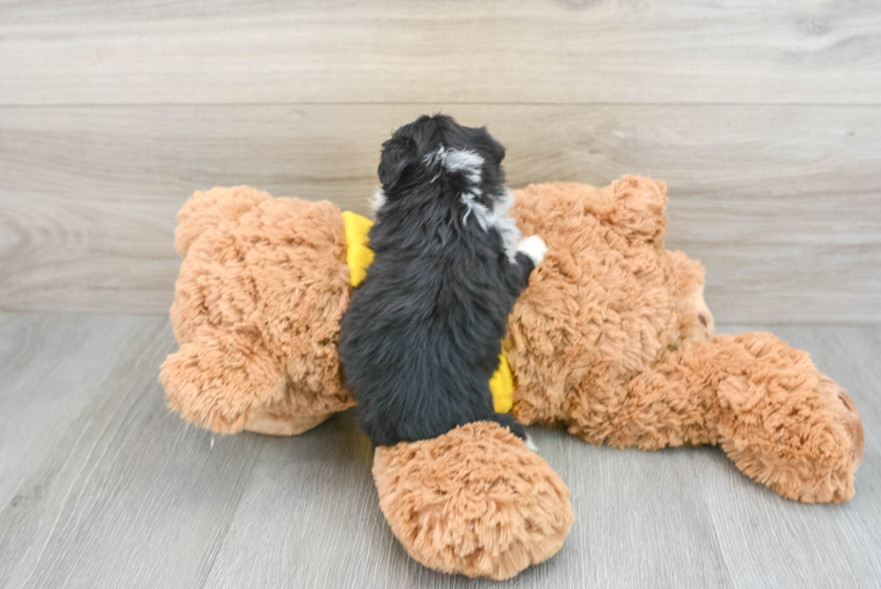 Mini Aussiedoodle Puppy for Adoption