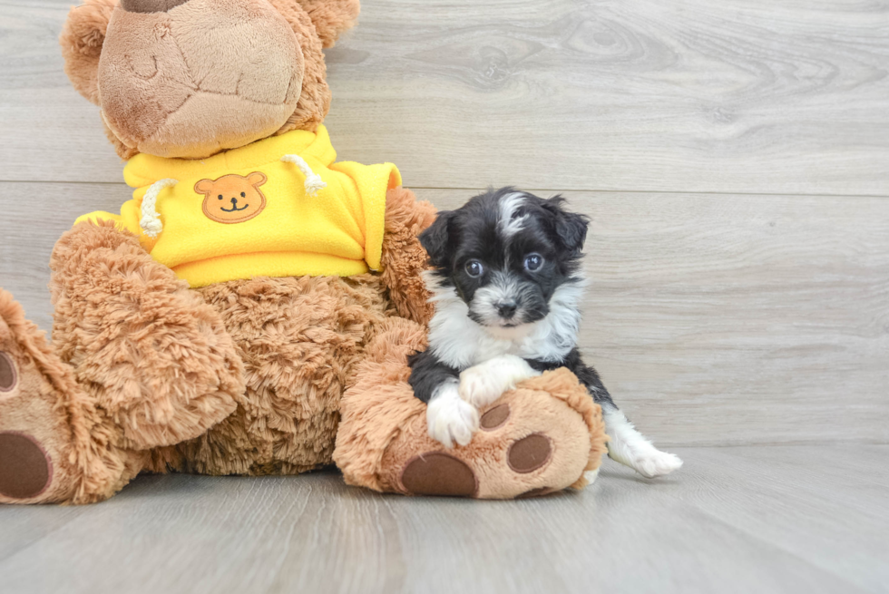 Mini Aussiedoodle Pup Being Cute