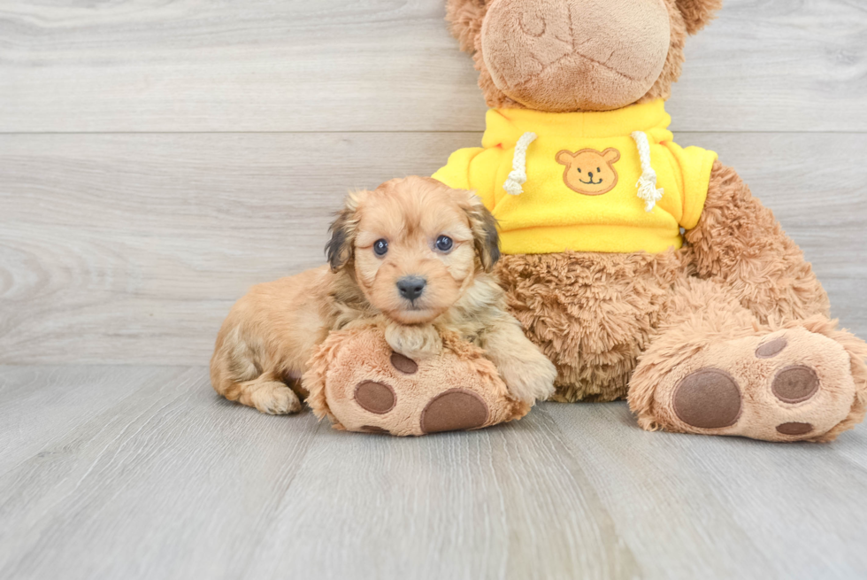 Little Aussiepoo Poodle Mix Puppy