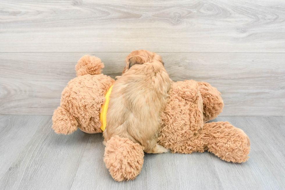 Funny Mini Aussiedoodle Poodle Mix Pup