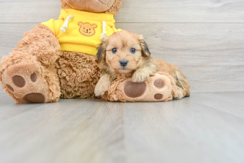 Mini Aussiedoodle Puppy for Adoption