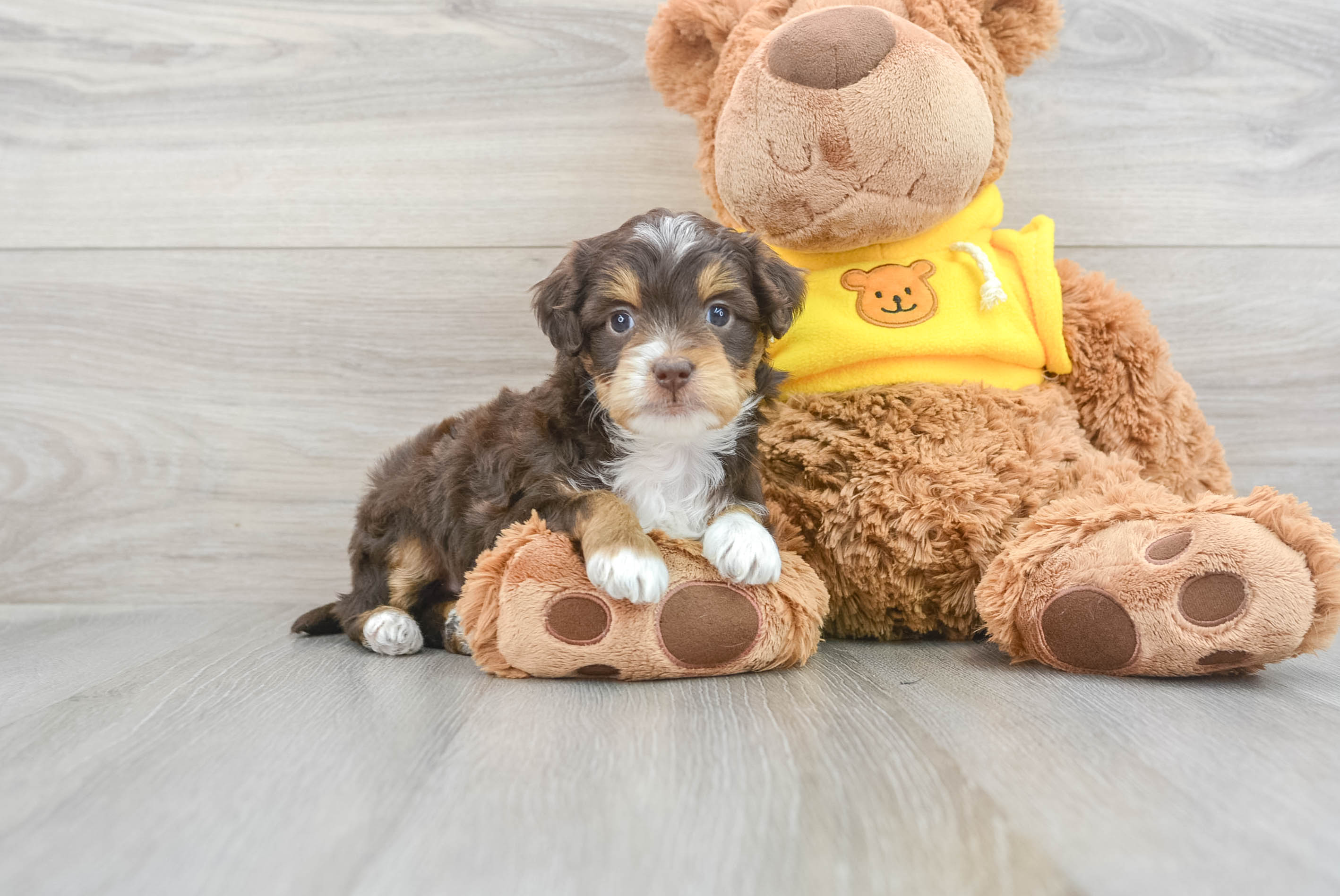 Cute Mini Aussiedoodle Baby