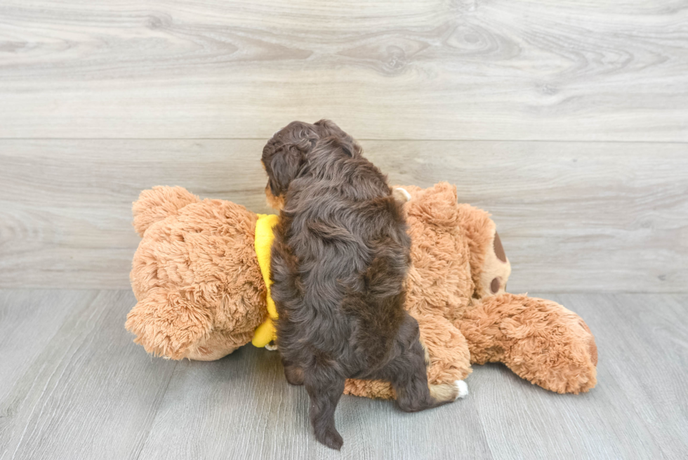 Mini Aussiedoodle Puppy for Adoption