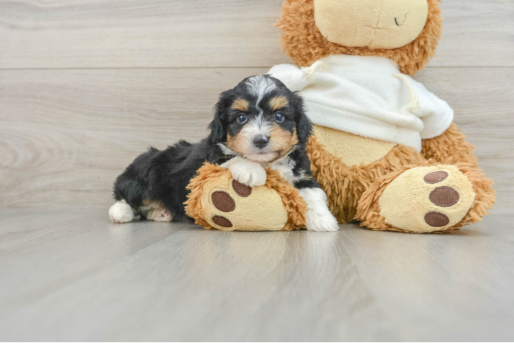 Funny Mini Aussiedoodle Poodle Mix Pup