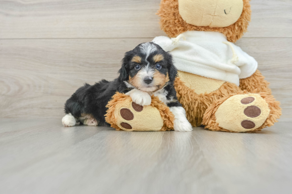 5 week old Mini Aussiedoodle Puppy For Sale - Premier Pups