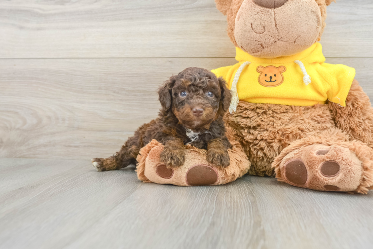 Sweet Mini Aussiedoodle Baby