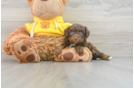 Energetic Aussie Poo Poodle Mix Puppy