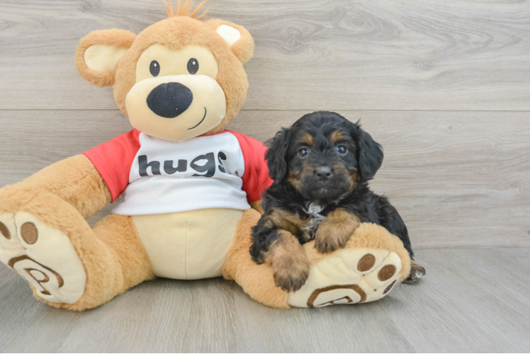 Hypoallergenic Aussiepoo Poodle Mix Puppy