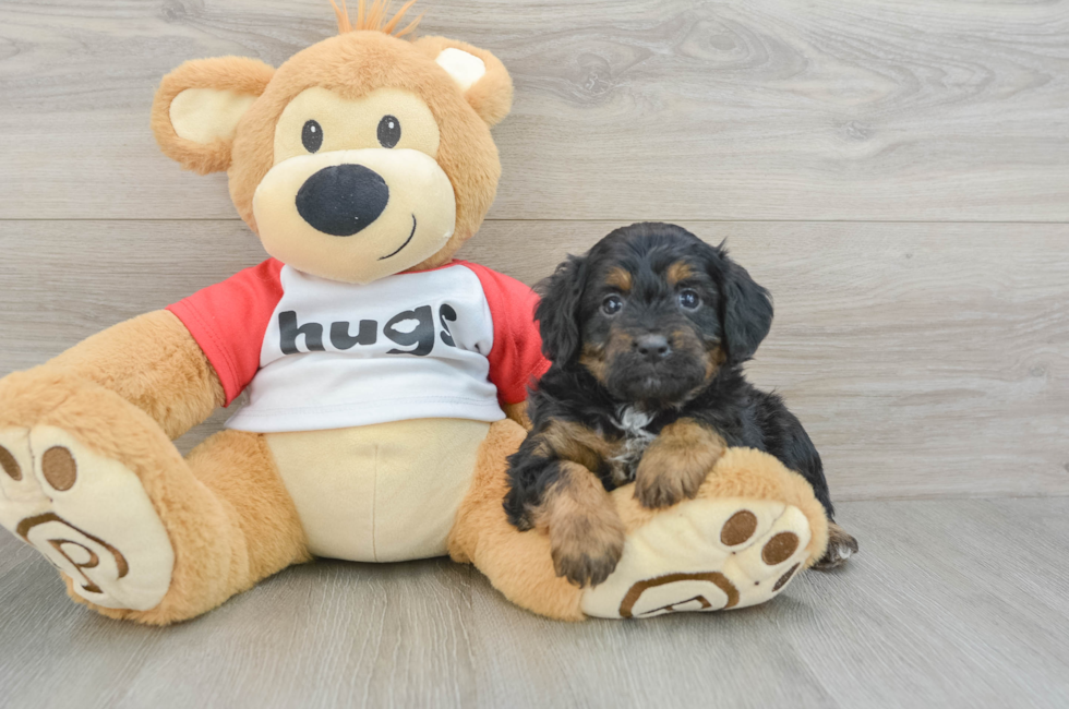 5 week old Mini Aussiedoodle Puppy For Sale - Premier Pups