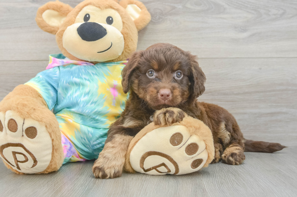 5 week old Mini Aussiedoodle Puppy For Sale - Premier Pups
