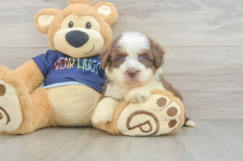 5 week old Mini Aussiedoodle Puppy For Sale - Premier Pups