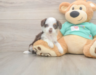 7 week old Mini Aussiedoodle Puppy For Sale - Premier Pups