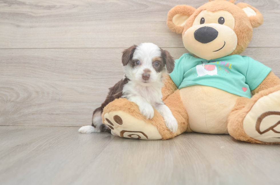 5 week old Mini Aussiedoodle Puppy For Sale - Premier Pups