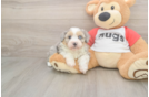 Sweet Mini Aussiedoodle Baby