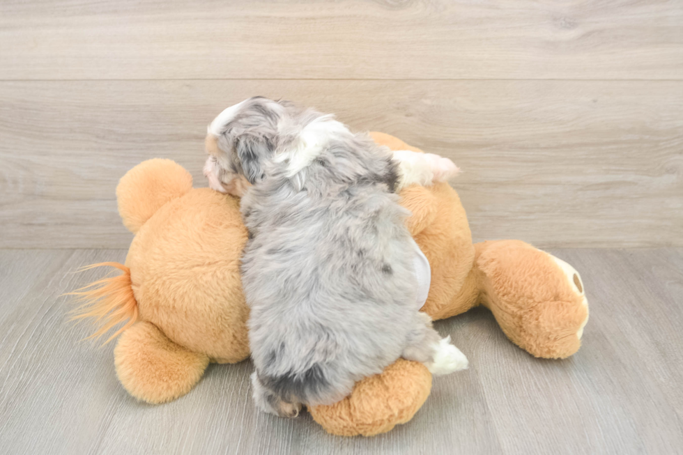 Mini Aussiedoodle Puppy for Adoption