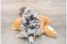 Mini Aussiedoodle Pup Being Cute