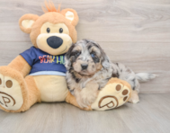 6 week old Mini Aussiedoodle Puppy For Sale - Premier Pups