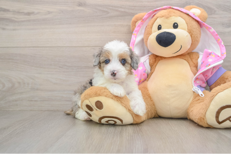 Energetic Aussie Poo Poodle Mix Puppy