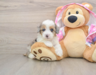 8 week old Mini Aussiedoodle Puppy For Sale - Premier Pups