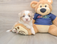 9 week old Mini Aussiedoodle Puppy For Sale - Premier Pups