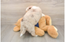 Mini Aussiedoodle Puppy for Adoption