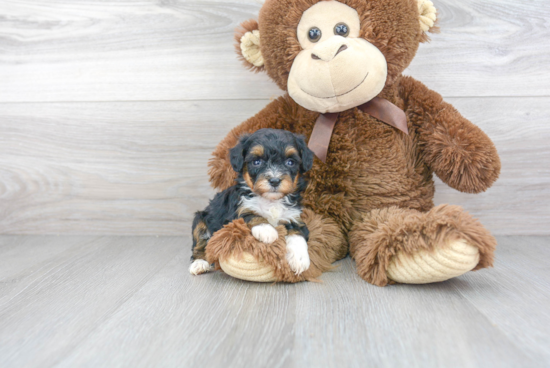 Mini Aussiedoodle Puppy for Adoption