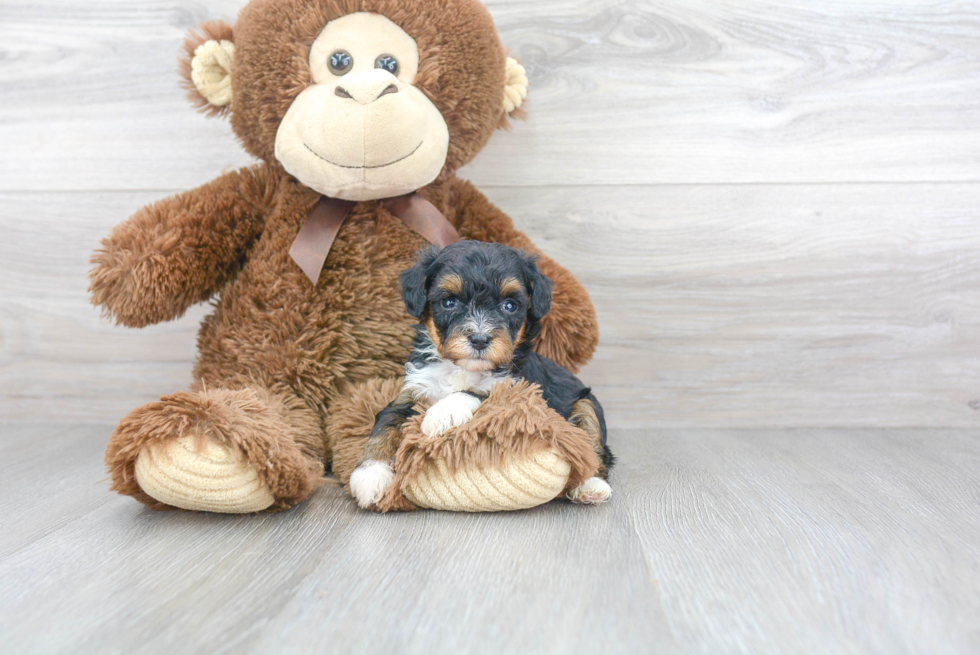 Small Mini Aussiedoodle Baby