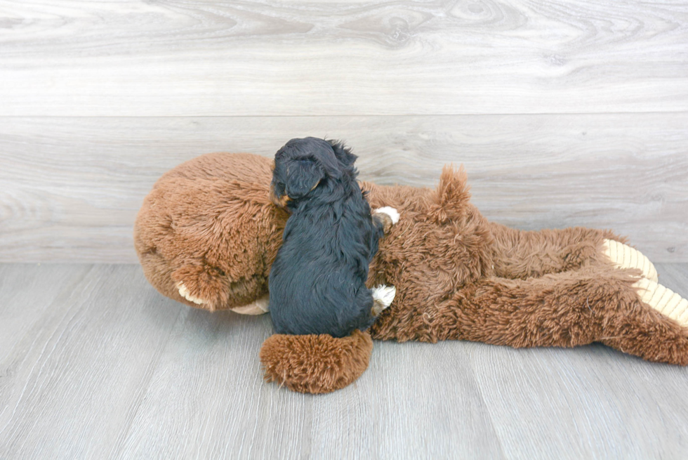 Mini Aussiedoodle Pup Being Cute