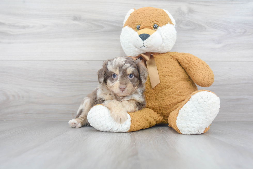 Energetic Aussiepoo Poodle Mix Puppy