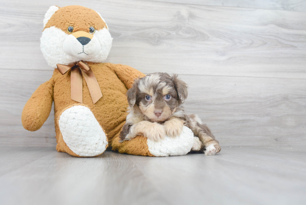 Friendly Mini Aussiedoodle Baby