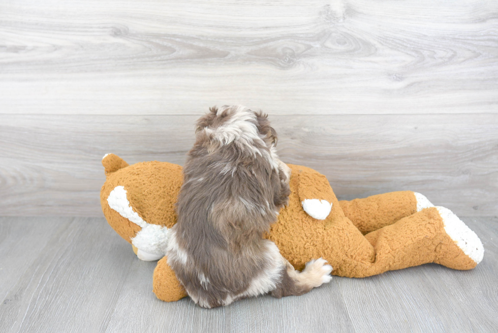 Energetic Aussiepoo Poodle Mix Puppy