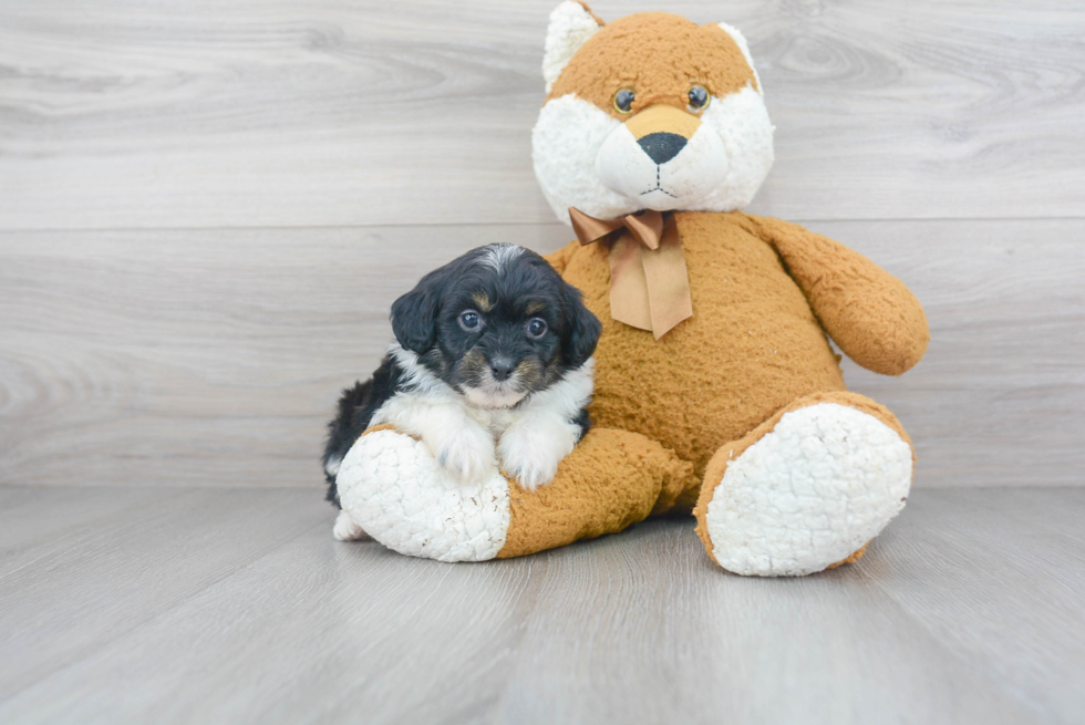 Sweet Mini Aussiedoodle Baby