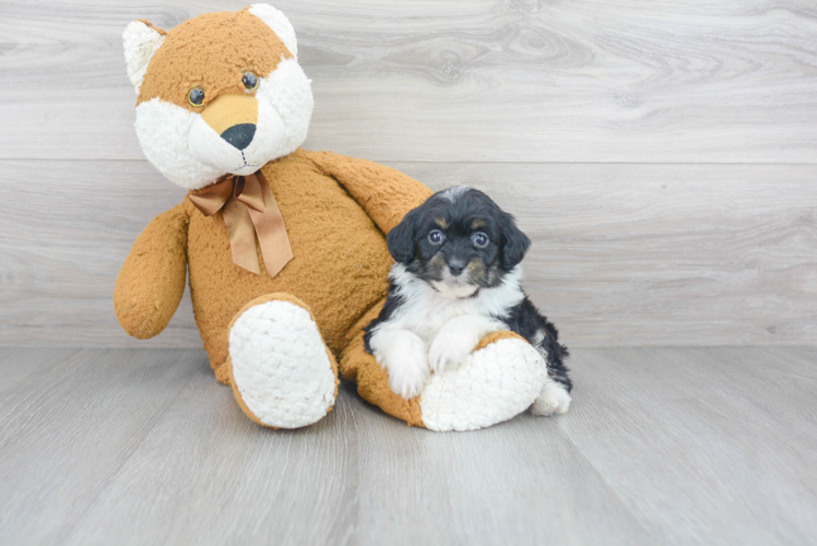 Playful Aussiepoo Poodle Mix Puppy