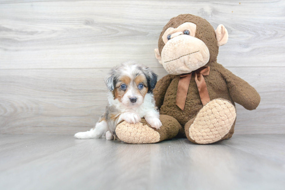 Mini Aussiedoodle Pup Being Cute