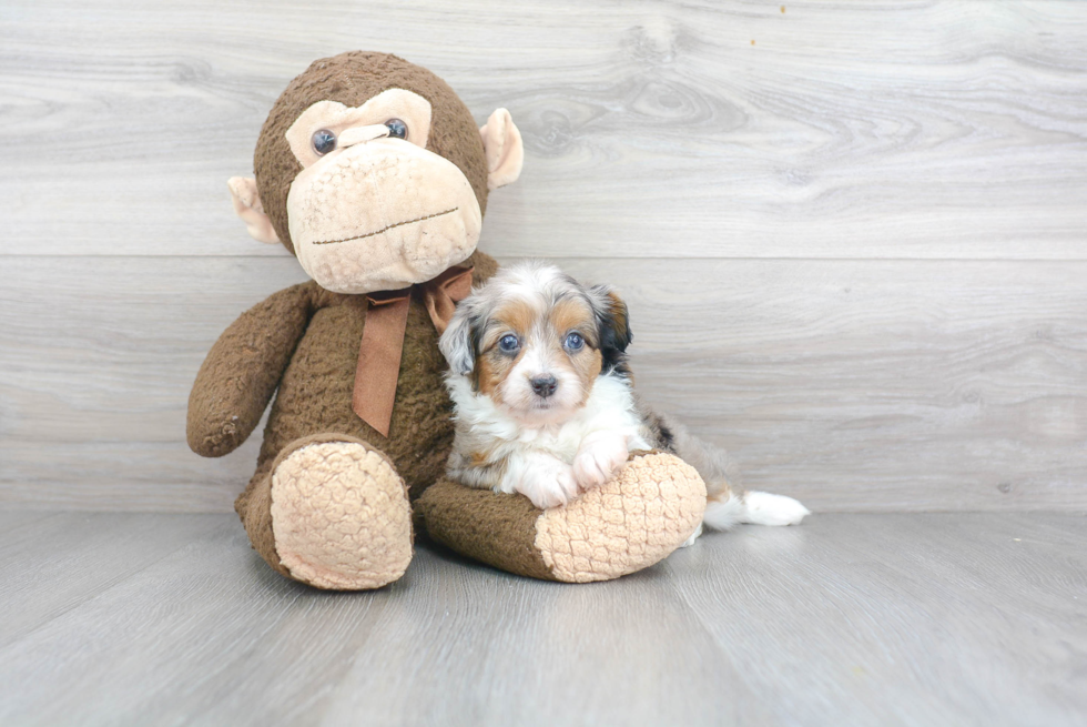 Mini Aussiedoodle Puppy for Adoption