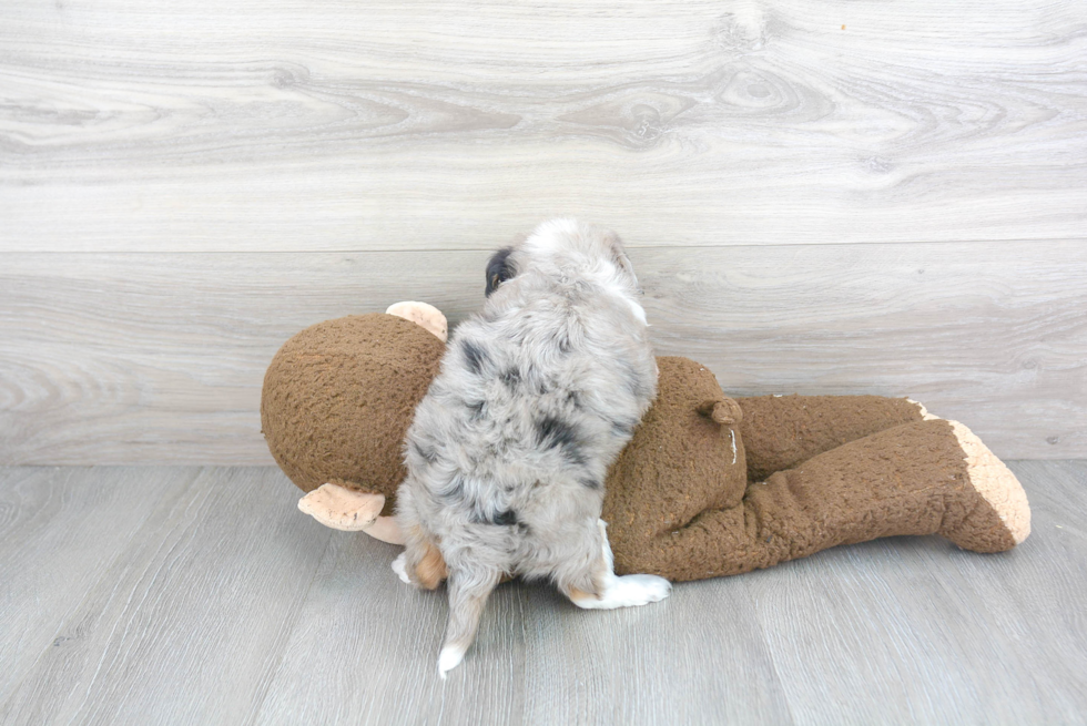 Petite Mini Aussiedoodle Poodle Mix Pup