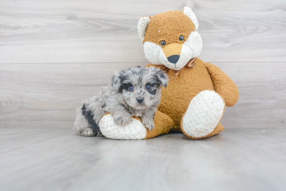 Playful Aussiepoo Poodle Mix Puppy