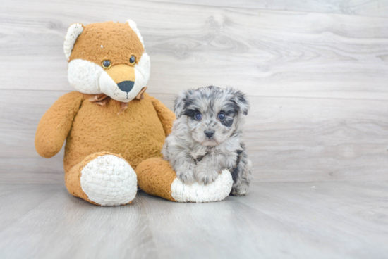 Small Mini Aussiedoodle Baby