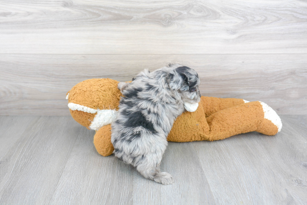 Fluffy Mini Aussiedoodle Poodle Mix Pup