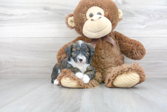 Little Aussiepoo Poodle Mix Puppy