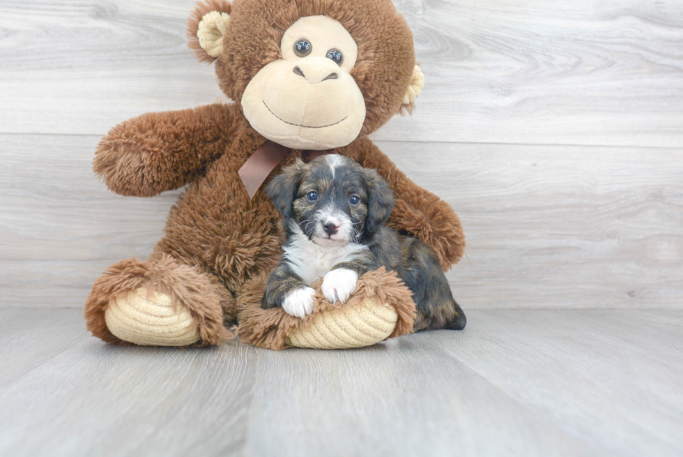 Mini Aussiedoodle Puppy for Adoption