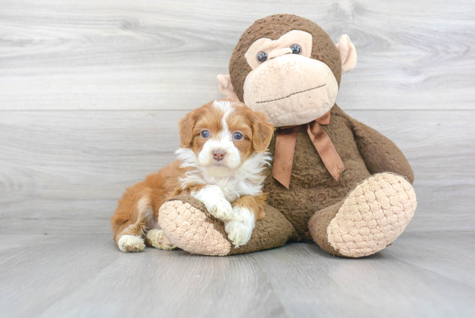 Energetic Aussiepoo Poodle Mix Puppy