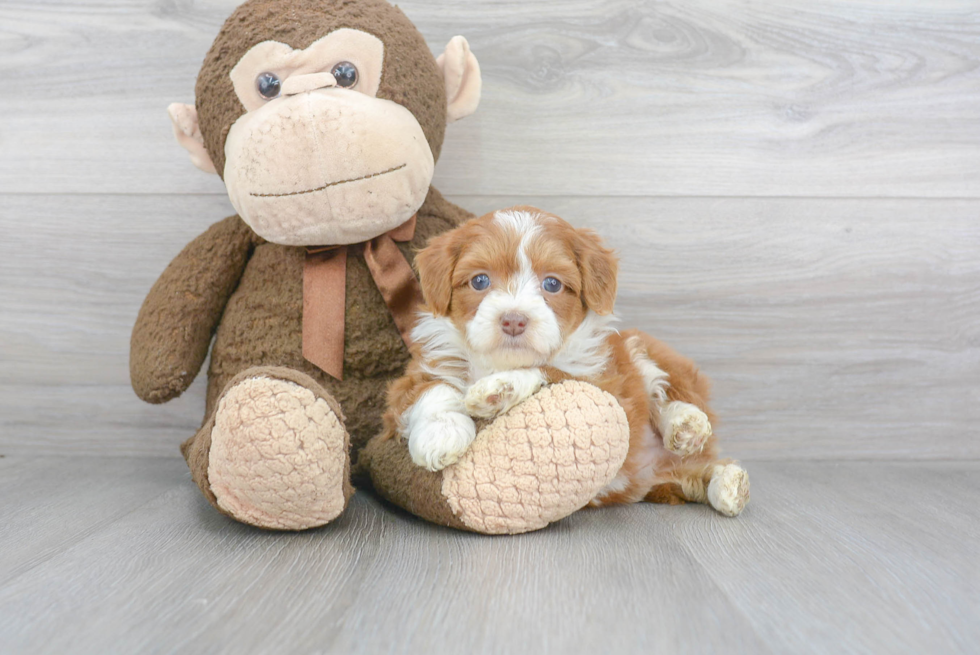 Happy Mini Aussiedoodle Baby