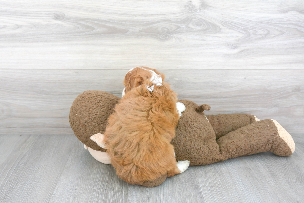 Mini Aussiedoodle Puppy for Adoption