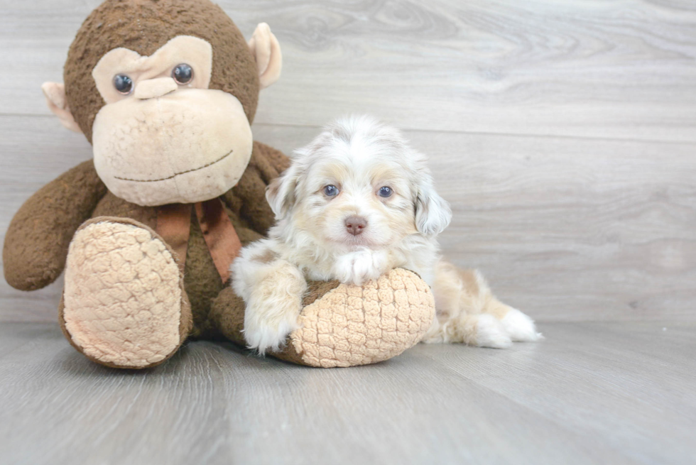 Small Mini Aussiedoodle Baby