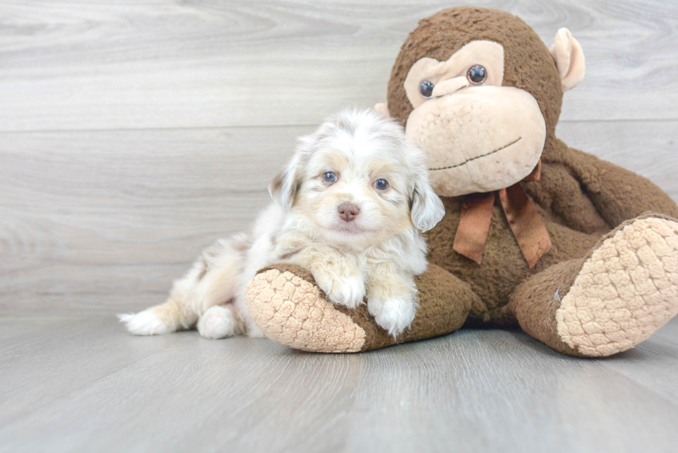 Little Aussiepoo Poodle Mix Puppy